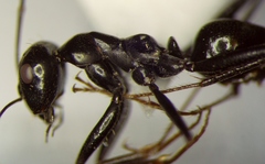 Cataglyphis aenescens