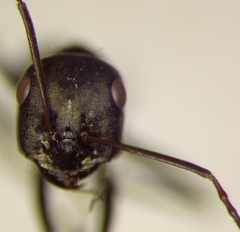 Cataglyphis aenescens