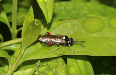 Macrophya punctumalbum