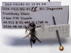 Cataglyphis aenescens