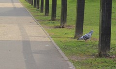 Columba livia domestica