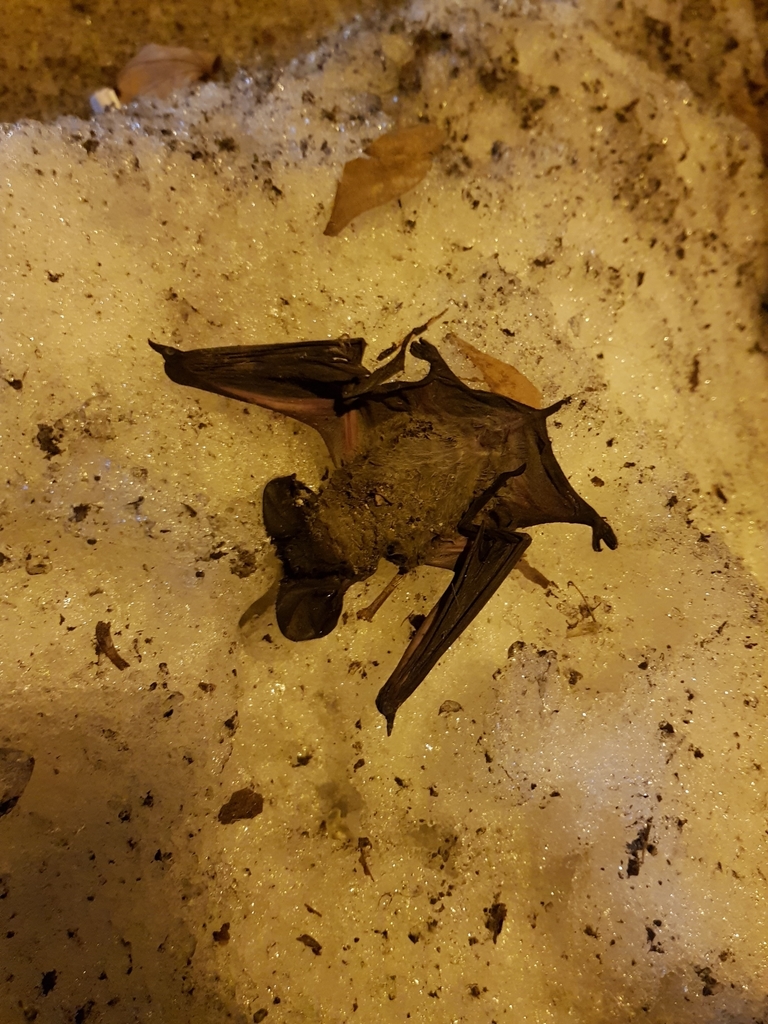 European Free-tailed Bat