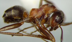 Formica rufibarbis