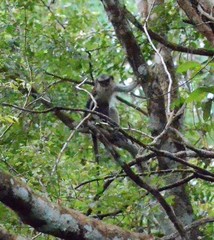 Cercopithecus mona