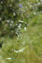 Veronica × schmakovii