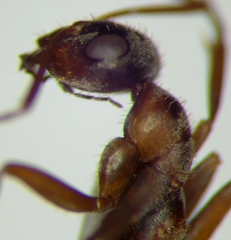Formica cinerea