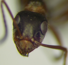 Formica cinerea