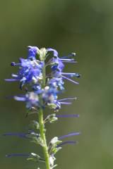Veronica × schmakovii
