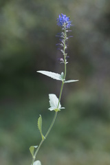 Veronica × schmakovii