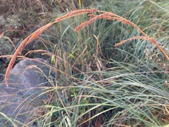 Carex ultra