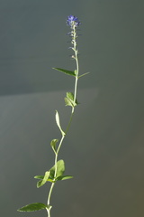 Veronica × schmakovii