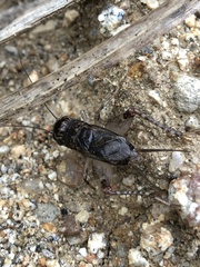 Velarifictorus micado