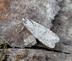 Semioscopis avellanella