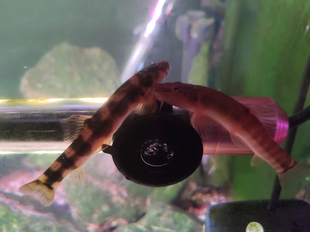 Broadband loach (Schistura amplizona) — Nemacheilidae