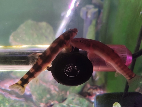 Broadband loach (Schistura amplizona) — Nemacheilidae