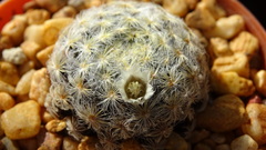 Mammillaria schiedeana