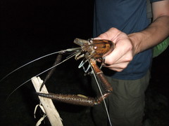 Macrobrachium carcinus