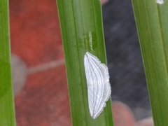 Scopula opicata