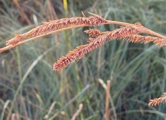 Carex ultra