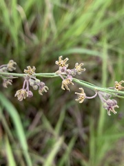 Aspidoglossum interruptum