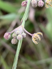 Aspidoglossum interruptum