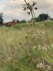 Aspidoglossum interruptum