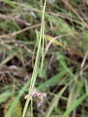 Aspidoglossum interruptum