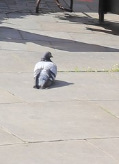 Columba livia domestica