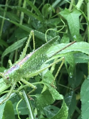 Tettigonia orientalis