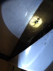 Nephilingis cruentata