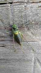 Parasteropleurus perezii