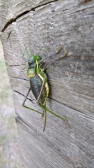 Parasteropleurus perezii