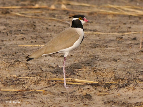 Vanellus tectus tectus