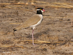 Vanellus tectus tectus