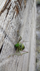 Parasteropleurus perezii