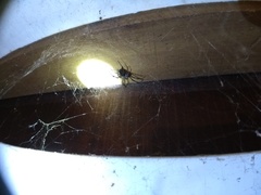 Nephilingis cruentata