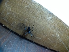 Nephilingis cruentata