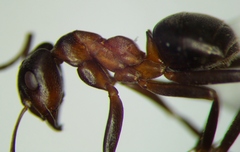 Formica exsecta