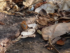 Junonia genoveva genoveva