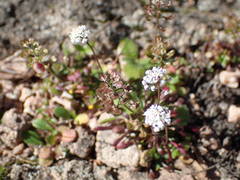 Teesdalia coronopifolia