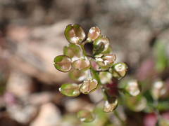 Teesdalia coronopifolia