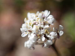 Teesdalia coronopifolia