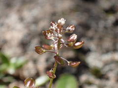Teesdalia coronopifolia