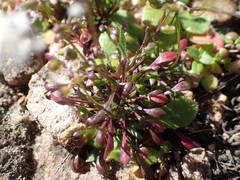 Teesdalia coronopifolia