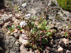 Teesdalia coronopifolia