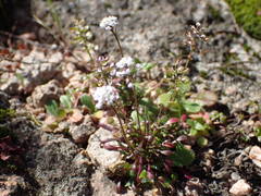Teesdalia coronopifolia