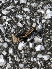 Traulia ornata okinawaensis