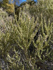 Mortonia scabrella