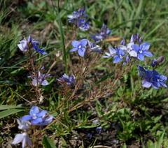 Veronica orientalis