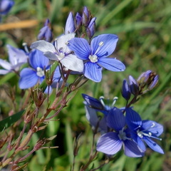 Veronica orientalis